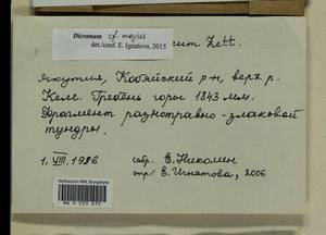 Dicranum majus Turner, Bryophytes, Bryophytes - Yakutia (B19) (Russia)
