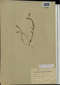Polygala vulgaris L., Eastern Europe, Belarus (E3a) (Belarus)