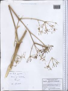 Ferula gigantea B. Fedtsch., Middle Asia, Pamir & Pamiro-Alai (M2) (Tajikistan)