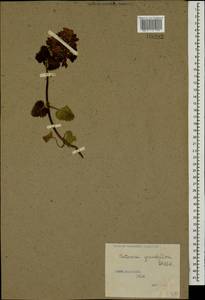 Betonica macrantha K.Koch, Caucasus, Stavropol Krai, Karachay-Cherkessia & Kabardino-Balkaria (K1b) (Russia)