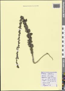 Linaria sabulosa Czerniak. ex Klokov, Crimea (KRYM) (Russia)