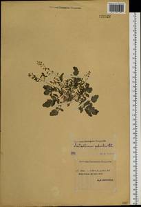 Rorippa palustris (L.) Besser, Siberia, Yakutia (S5) (Russia)
