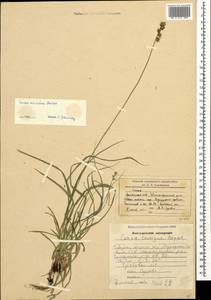 Carex divulsa Stokes, Caucasus, Armenia (K5) (Armenia)
