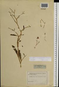 Brassica elongata subsp. integrifolia (Boiss.) Breistr., Siberia (no precise locality) (S0) (Russia)
