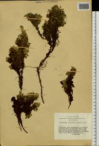 Potentilla tetrandra (Bunge) Bunge ex Hook. fil., Siberia, Altai & Sayany Mountains (S2) (Russia)