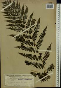 Athyrium filix-femina (L.) Roth, Eastern Europe, Volga-Kama region (E7) (Russia)