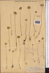 Allium delicatulum Siev. ex Schult. & Schult.f., Middle Asia, Muyunkumy, Balkhash & Betpak-Dala (M9) (Kazakhstan)