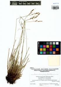 Carex erawinensis Korotky, Siberia, Baikal & Transbaikal region (S4) (Russia)