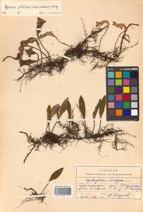 Pyrrosia petiolosa (Christ) Ching, Siberia, Russian Far East (S6) (Russia)