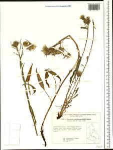 Saussurea pseudoangustifolia Lipsch., Siberia, Russian Far East (S6) (Russia)