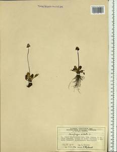 Micranthes nivalis (L.) Small, Siberia, Central Siberia (S3) (Russia)