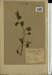 Symphytum tauricum Willd., Eastern Europe, North Ukrainian region (E11) (Ukraine)