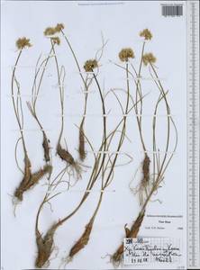 Allium, Middle Asia, Northern & Central Tian Shan (M4) (Kazakhstan)