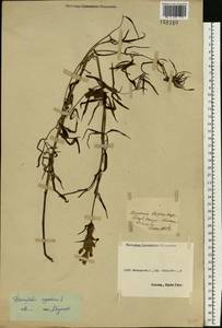 Dracocephalum ruyschiana L., Eastern Europe, South Ukrainian region (E12) (Ukraine)