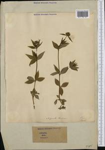 Asperula taurina L., Western Europe (EUR) (Italy)