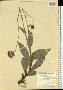 Carduus defloratus subsp. glaucus (Baumg.) Nyman, Eastern Europe, West Ukrainian region (E13) (Ukraine)