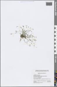 Sagina procumbens L., Eastern Europe, Central region (E4) (Russia)