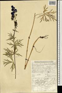Aconitum ambiguum subsp. baicalense (Turcz. ex Rapaics) Vorosch., Mongolia (MONG) (Mongolia)