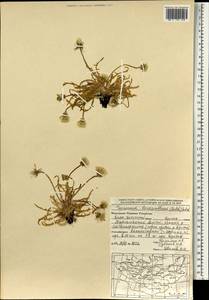 Taraxacum leucanthum (Ledeb.) Ledeb., Mongolia (MONG) (Mongolia)