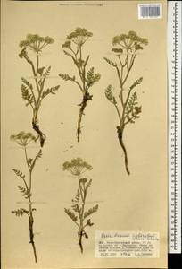 Peucedanum puberulum Turcz., Mongolia (MONG) (Mongolia)