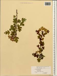 Crataegus microphylla C. Koch, Caucasus, Black Sea Shore (from Novorossiysk to Adler) (K3) (Russia)