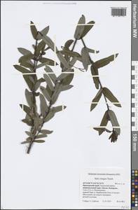 Salix integra Thunb., Siberia, Russian Far East (S6) (Russia)