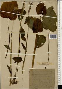 Tephroseris cladobotrys (Ledeb.) Griseb. & Schenk, Caucasus, Krasnodar Krai & Adygea (K1a) (Russia)