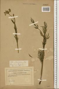 Kadenia dubia (Schkuhr) Lavrova & V.N.Tikhom., Eastern Europe, Western region (E3) (Russia)