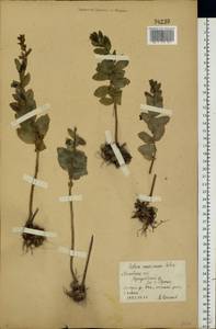 Hylotelephium maximum (L.) Holub, Eastern Europe, Moscow region (E4a) (Russia)