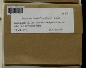 Dicranum brevifolium (Lindb.) Lindb., Bryophytes, Bryophytes - Karelia, Leningrad & Murmansk Oblasts (B4) (Russia)