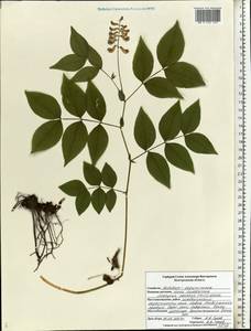 Lathyrus venetus (Mill.)Wohlf., Eastern Europe, Central forest-and-steppe region (E6) (Russia)