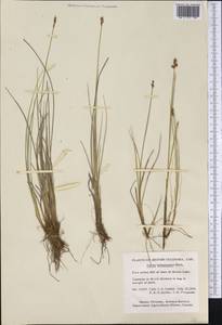 Carex heleonastes Ehrh. ex L.f., America (AMER) (Canada)