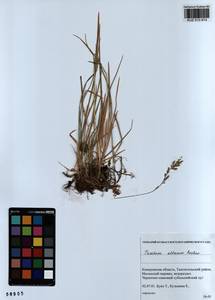 Trisetum altaicum Roshev., Siberia, Altai & Sayany Mountains (S2) (Russia)