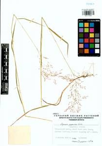 Agrostis gigantea Roth, Siberia, Baikal & Transbaikal region (S4) (Russia)