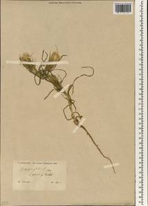 Geropogon hybridus (L.) Sch. Bip., South Asia, South Asia (Asia outside ex-Soviet states and Mongolia) (ASIA) (Turkey)