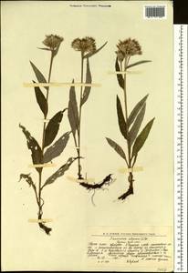 Saussurea alpina (L.) DC., Eastern Europe, Northern region (E1) (Russia)