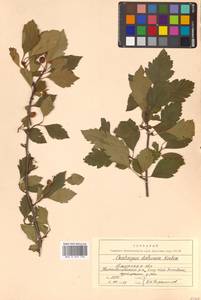 Crataegus dahurica (Dieck) Koehne, Siberia, Russian Far East (S6) (Russia)