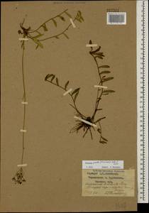 Pilosella piloselloides subsp. praealta (Gochnat) S. Bräut. & Greuter, Eastern Europe, Western region (E3) (Russia)