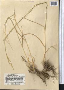 Thinopyrum intermedium subsp. intermedium, Middle Asia, Kopet Dag, Badkhyz, Small & Great Balkhan (M1) (Turkmenistan)