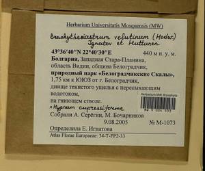 Brachytheciastrum velutinum (Hedw.) Ignatov & Huttunen, Bryophytes, Bryophytes - Western Europe (BEu) (Bulgaria)