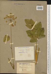 Angelica sylvestris L., Eastern Europe, North Ukrainian region (E11) (Ukraine)