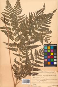 Pteridium aquilinum (L.) Kuhn, Siberia, Russian Far East (S6) (Russia)