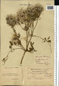 Clematis lathyrifolia Besser ex Rchb., Eastern Europe, Rostov Oblast (E12a) (Russia)