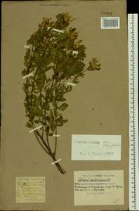 Cytisus albus Hacq., Eastern Europe, South Ukrainian region (E12) (Ukraine)