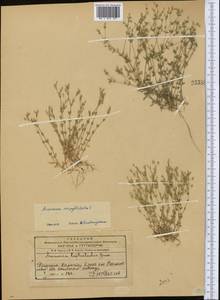 Arenaria serpyllifolia L., Middle Asia, Western Tian Shan & Karatau (M3) (Kazakhstan)
