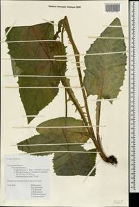 Crepis sibirica L., Eastern Europe, Central region (E4) (Russia)