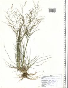 Eragrostis albensis H.Scholz, Eastern Europe, Western region (E3) (Russia)