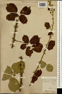 Rubus sanctus Schreb., Caucasus, Armenia (K5) (Armenia)
