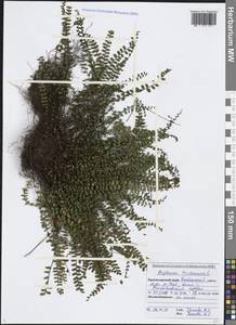 Asplenium trichomanes L., Caucasus, Black Sea Shore (from Novorossiysk to Adler) (K3) (Russia)