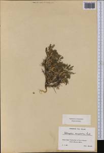 Astragalus sempervirens Lam., Western Europe (EUR) (France)